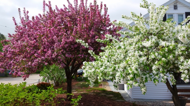 Japanese Weeping Crabapple and standard Crabapple