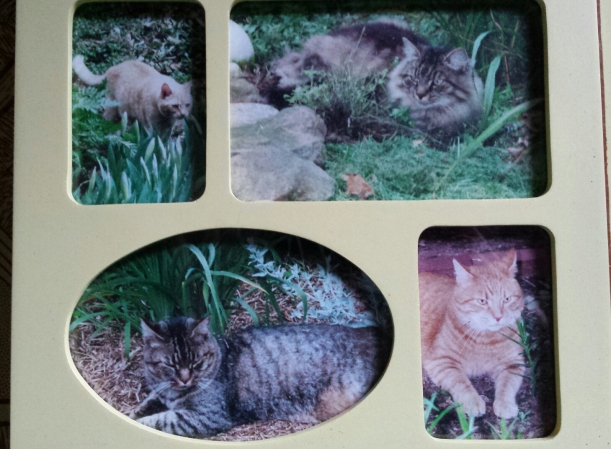 L-R clockwise: Momma Cat, Cuddles, Bradley, Peppermint. (Momma Cat is the only one still living at 19 yrs old!)